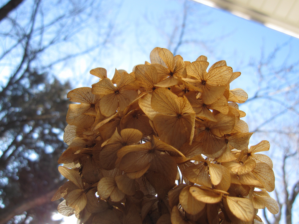 Hydrangea in winter