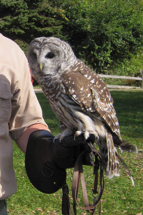 Barred Owl